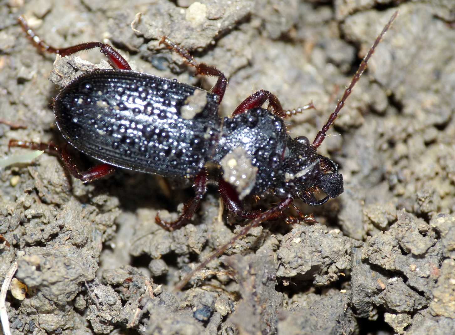 Carterus con corno a lancia - Carterus tricuspidatus